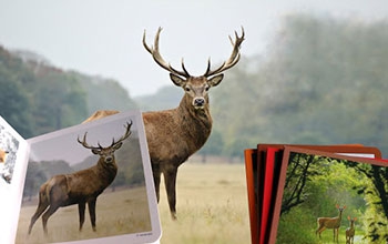 Libros • Fotografías