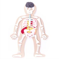 Cuerpo humano de fieltro 26 piezas - DeFieltro