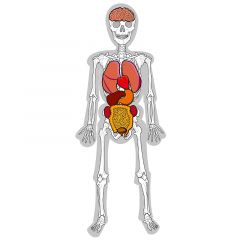 Hombre esqueleto Skeleton Man Light & Learn - HenBea