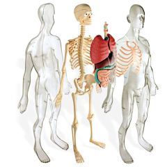 Human Anatomy: aprende anatomía - Miniland