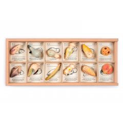 Insectos de madera Wild (12) - Grapat