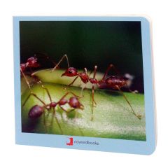 Libro de fotografías animalitos - Nowordbooks