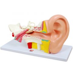 Maqueta grande de oído - Commotion Distribution