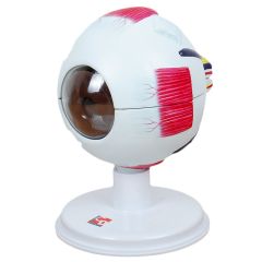 Maqueta grande de ojo - Tickit