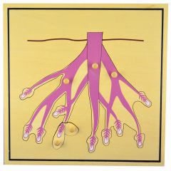 Puzle de madera raíz - Montessori