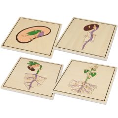 Set 4 puzles madera proceso de la semilla - Montessori