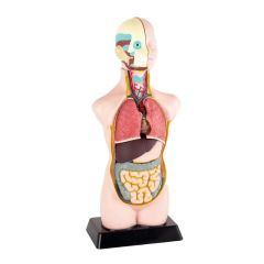 Set de anatomía en maqueta - Edu-Toys