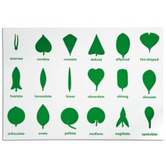 Lámina de control para el gabinete botánico - Montessori