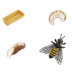 Ciclo de vida de una abeja - Safari