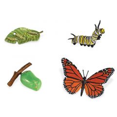 Ciclo de vida de una mariposa - Safari